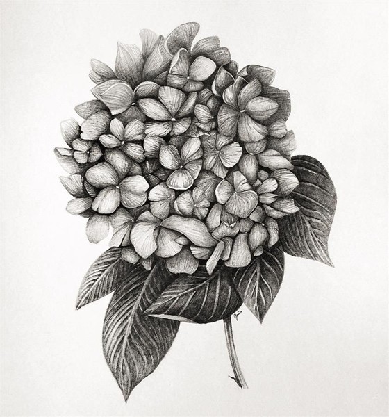 Related image Hydrangea tattoo, Flower drawing, Bouquet tatt
