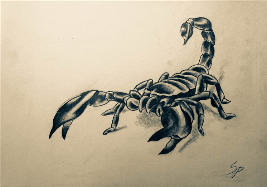 Scorpion Pencil Sketch at PaintingValley.com Explore collect