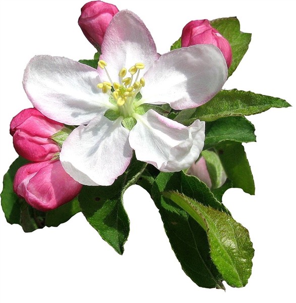 TATTOO SYMBOLISM: Flower Tattoo Symbolism Apple blossom tatt