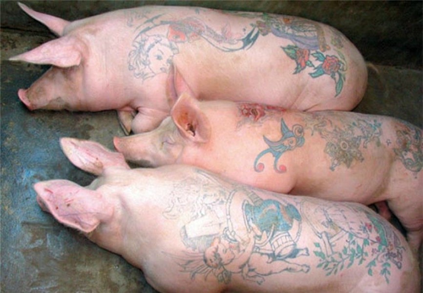 Tattoo On Pigs Hd Wallpaper Download wallpapers page