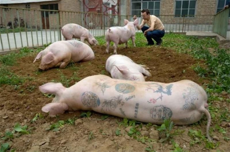 Tattooed Pigs of the Art Farm_4 - Randommization