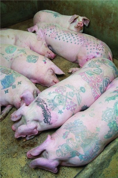 Tattooed Pigs of the Art Farm_7 - Randommization