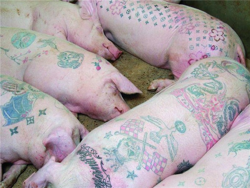 Tattooing Pigs by Wim Delvoye