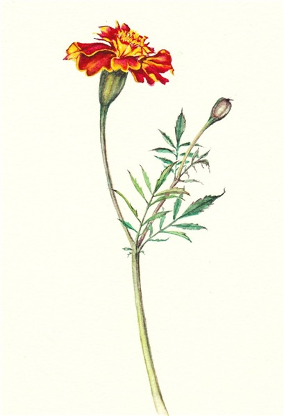 The gallery for -- Marigold Botanical Drawing Botanical draw