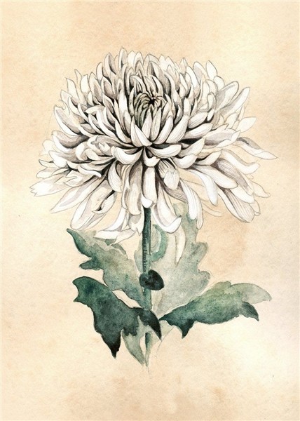 White chrysanthemum. Art Print Chrysanthemum tattoo, Flower