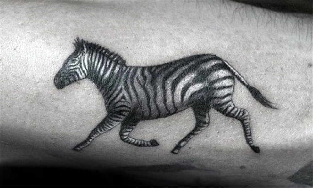 Zebra tattoos, collection of design and meaning Tattooing