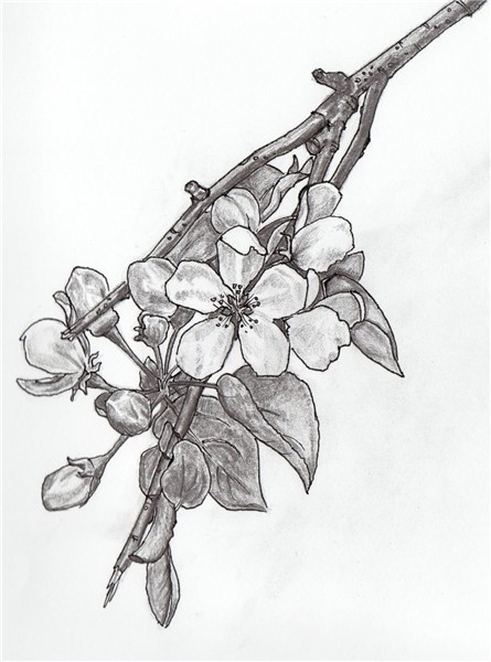 apple blossom drawing - Google Search on We Heart It