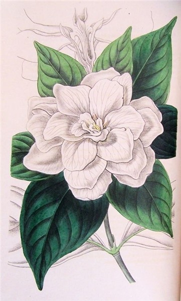 gardenia Drawing Figured are glossy lance-shaped leaves and