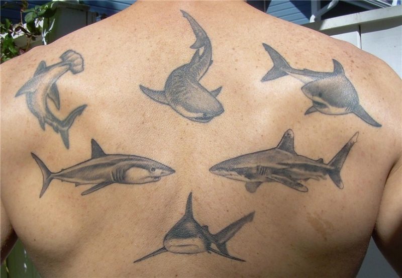 https://www.google.com/search?q=shark tattoos Tatuajes de ti