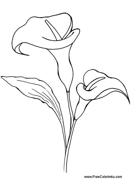 printable calla lilies for coloring - Google Search Lilies d