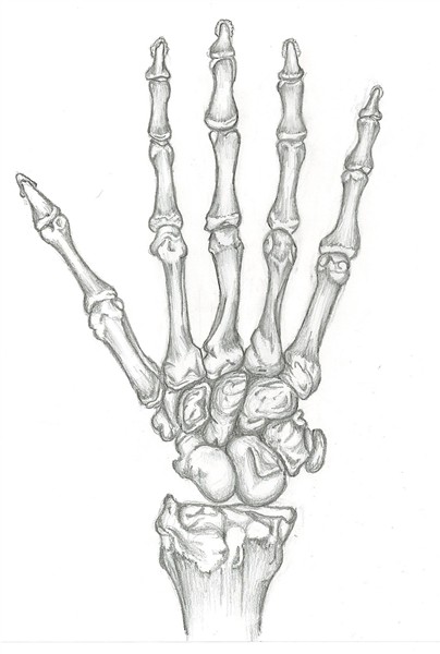 skeleton hand - Google Search Skeleton art drawing, Skeleton